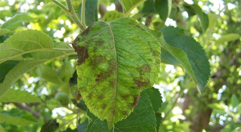 ‘Karaleke Hastalığı’na dikkat İnegöl’de uyarı üzerine uyarı