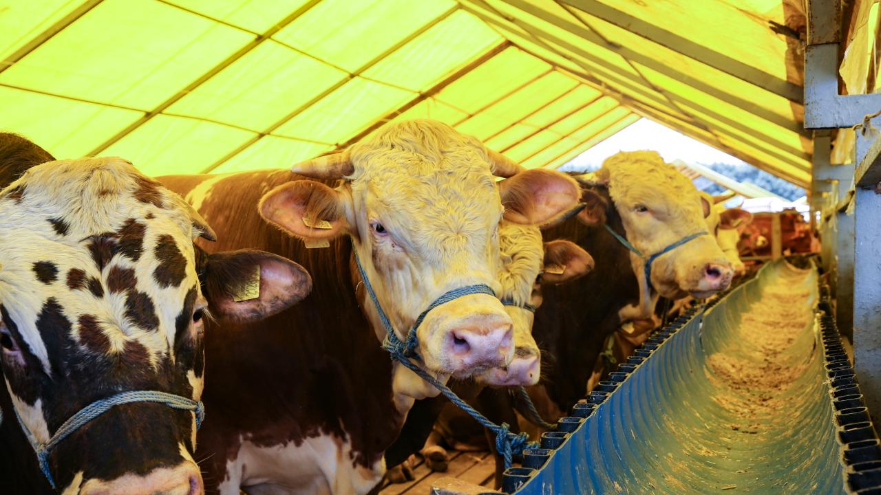 İnegöl’de Kurban Bayramı heyecanı başladı: kurbanlık fiyatları hemen hemen belli oldu