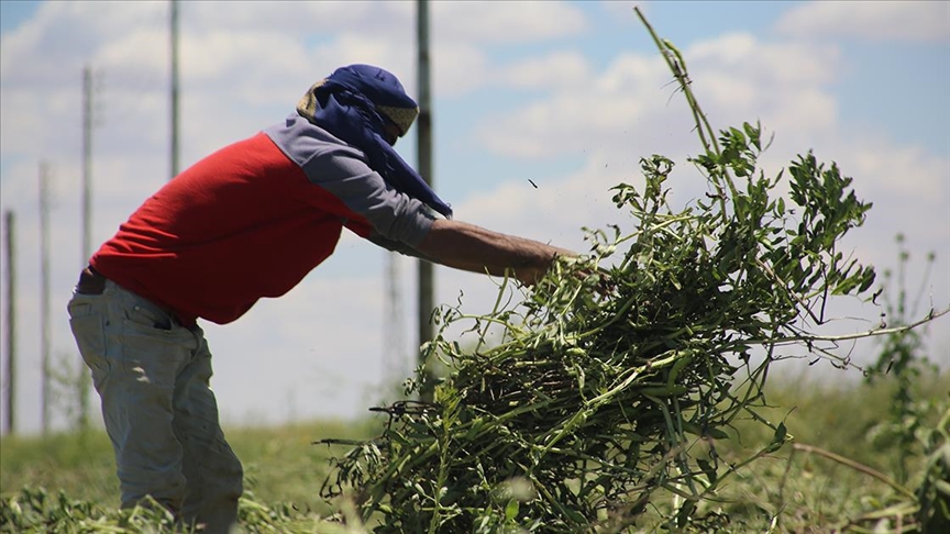 Barış Pınarı Harekatı bölgesinde başlayan hasat sezonu çiftçileri sevindirdi