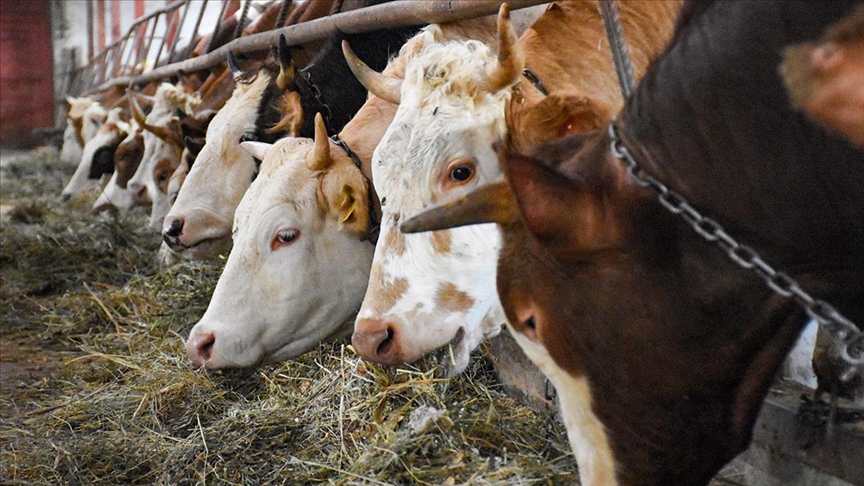 Akıllı kapsül projesiyle büyükbaş hayvanların hastalıklara karşı koruması hedefleniyor