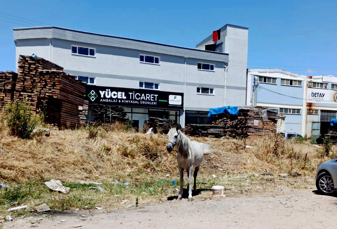 İnegöl’de 2 gündür sıcak altında bekletilen hayvanın sahibi aranıyor
