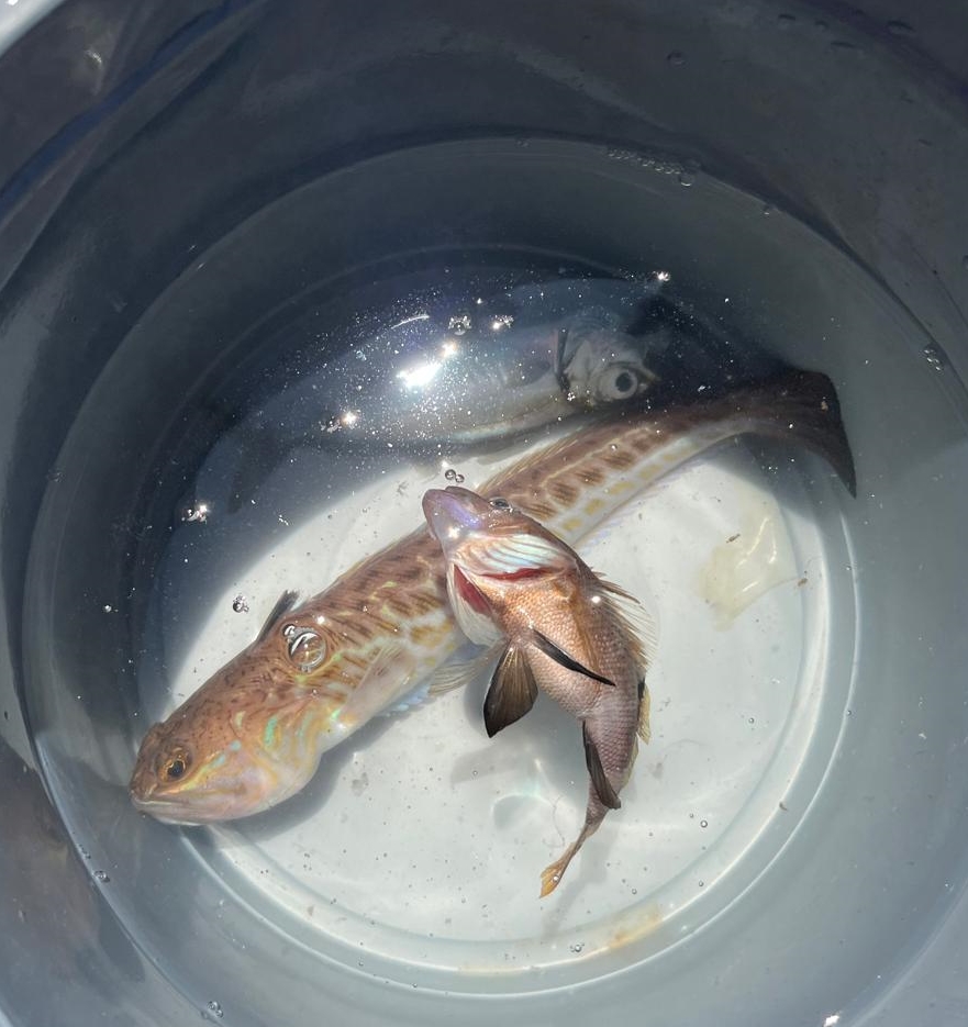 Oltasına takılan zehirli trakonya balığına temas eden genç hastanelik oldu