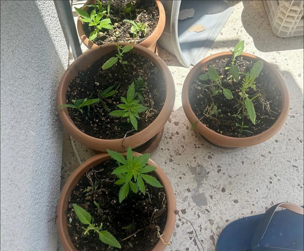 Evinde esrar yetiştiren kişi yakalandı