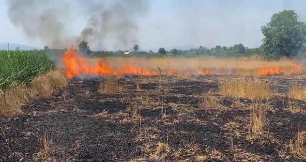 Çöplük alanda çıkan yangın buğday ve mısır tarlalarına sıçradı