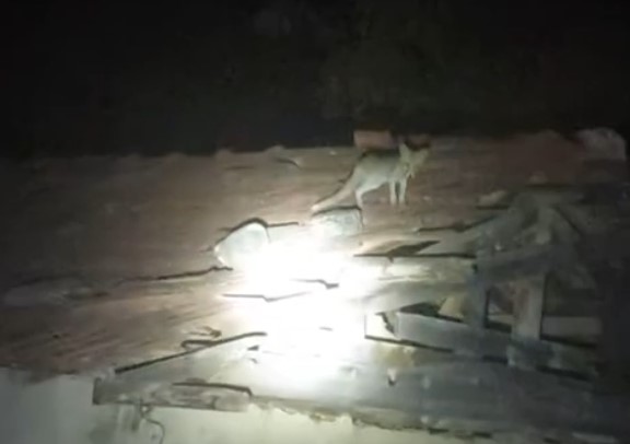 İnegöl’de köye inen tilki çatılarda gezdi