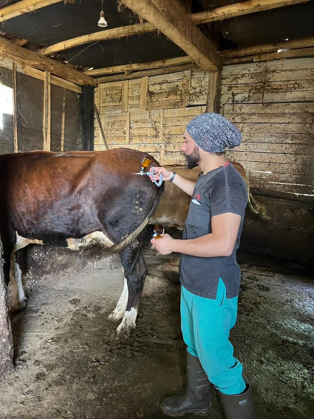 İnegöl’de büyükbaş hayvanlara şap ve Brucella aşılaması yapıldı