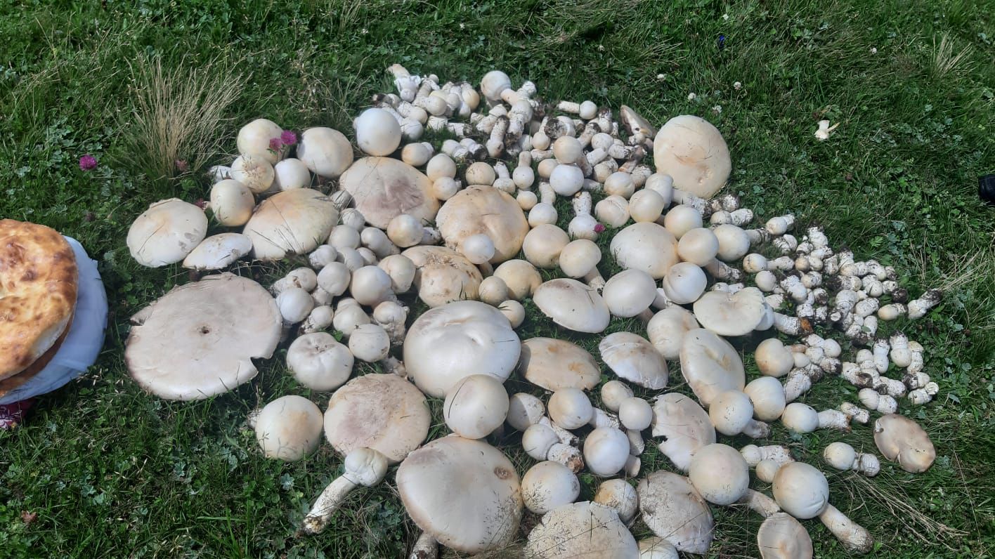 İnegöllü mantar avcılar, Bilecik’te resmen hazine buldu