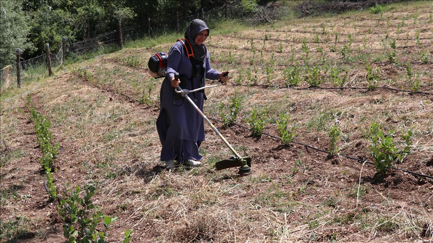 Oğlu ve torununun hastalığı nedeniyle tanıştığı aronyanın üretimine başladı