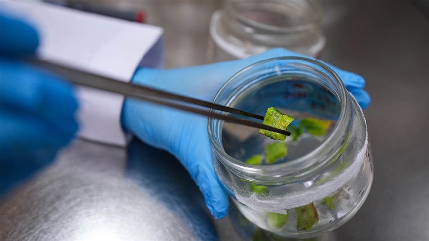 Türk bilim insanları bibere acılığı veren geni “susturdu”