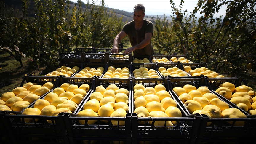 Tarımda aracılar üretici birlikleriyle aşılacak