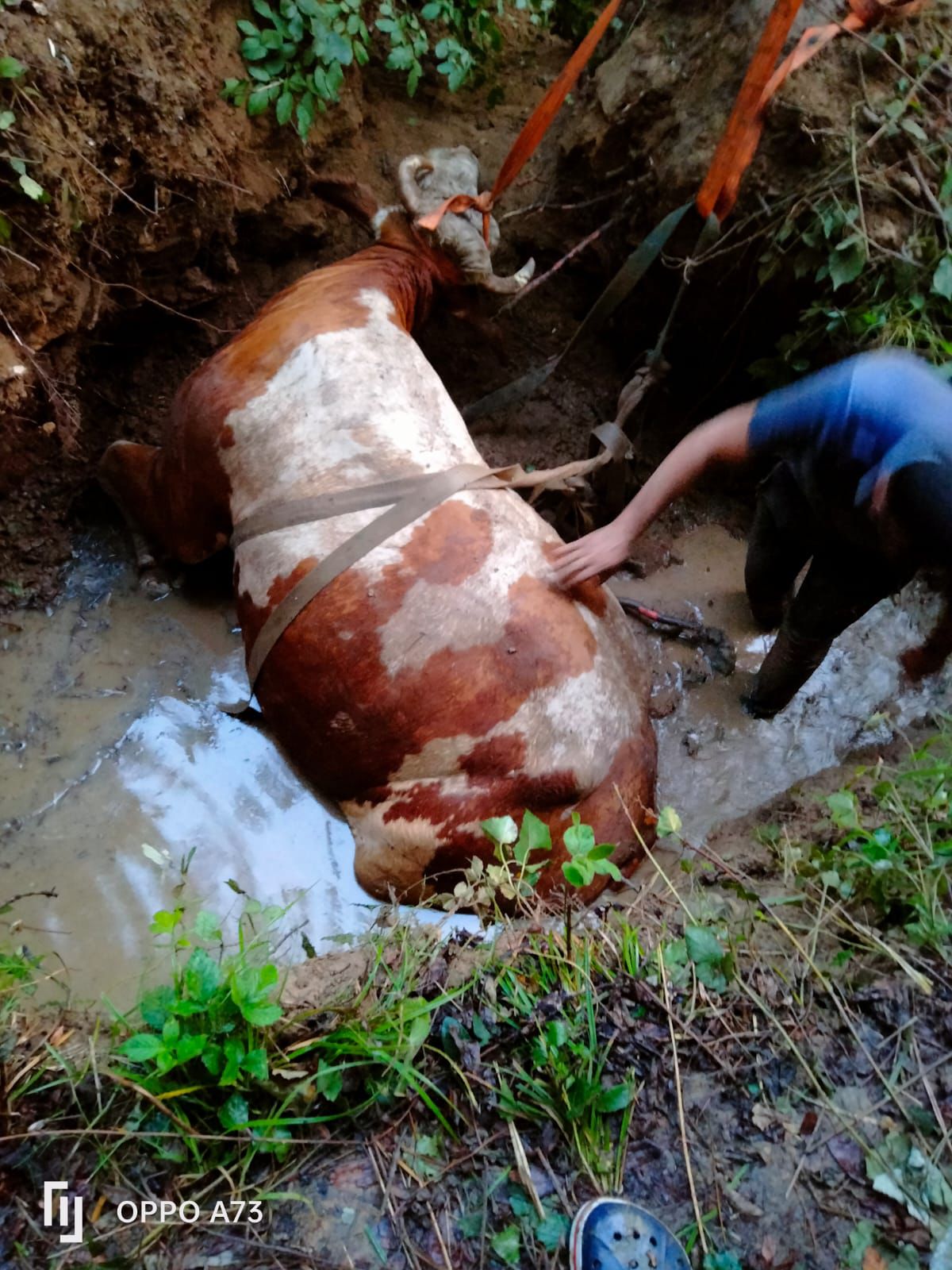 Tüfekçikonak’ta inek kurtarma operasyonu