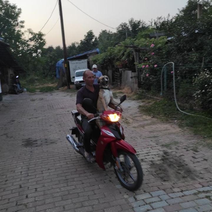 İnegöl’de sadık dost ‘Kaya’ ilgi odağı oluyor