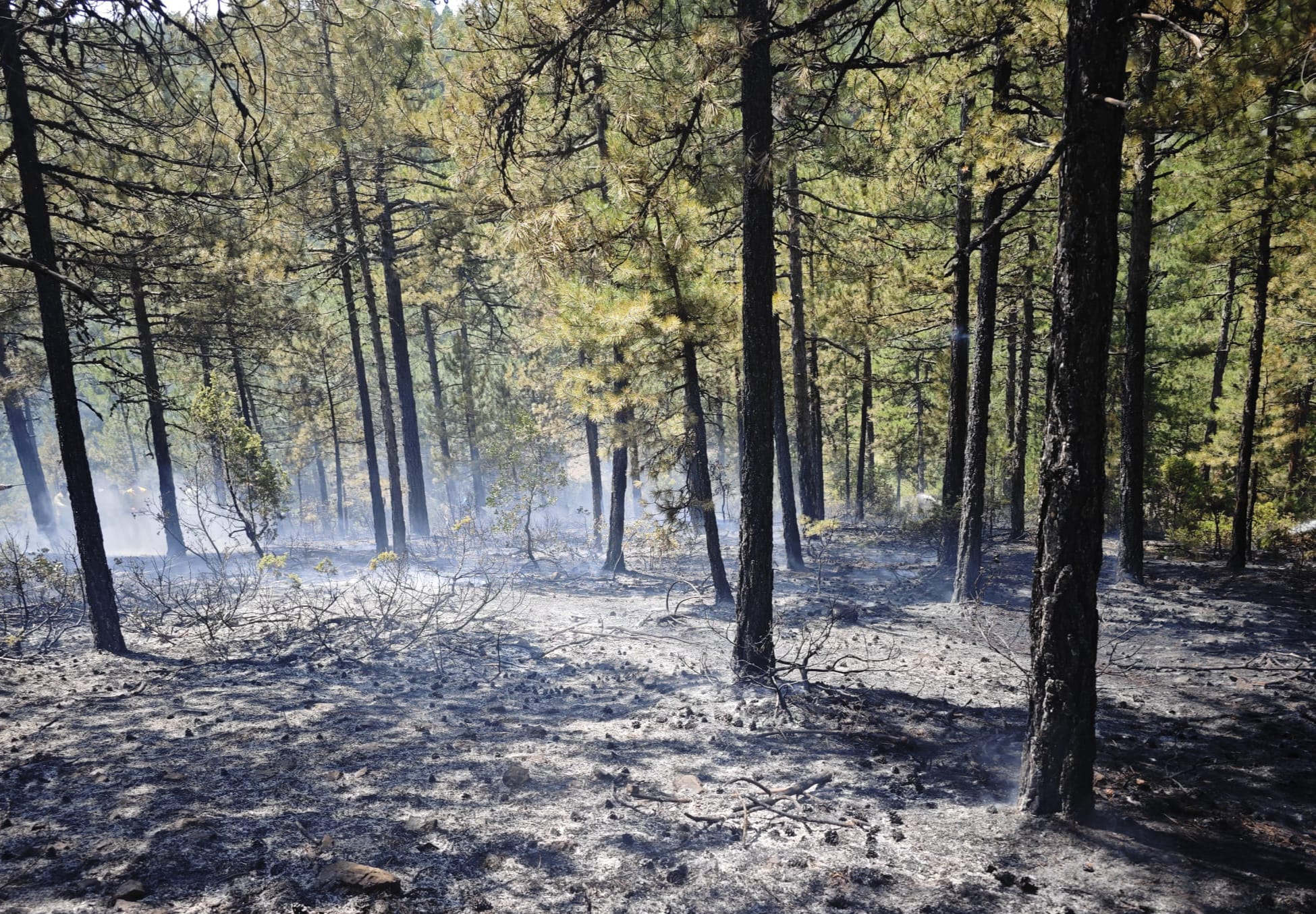 Bursa’da çıkan orman yangını söndürüldü