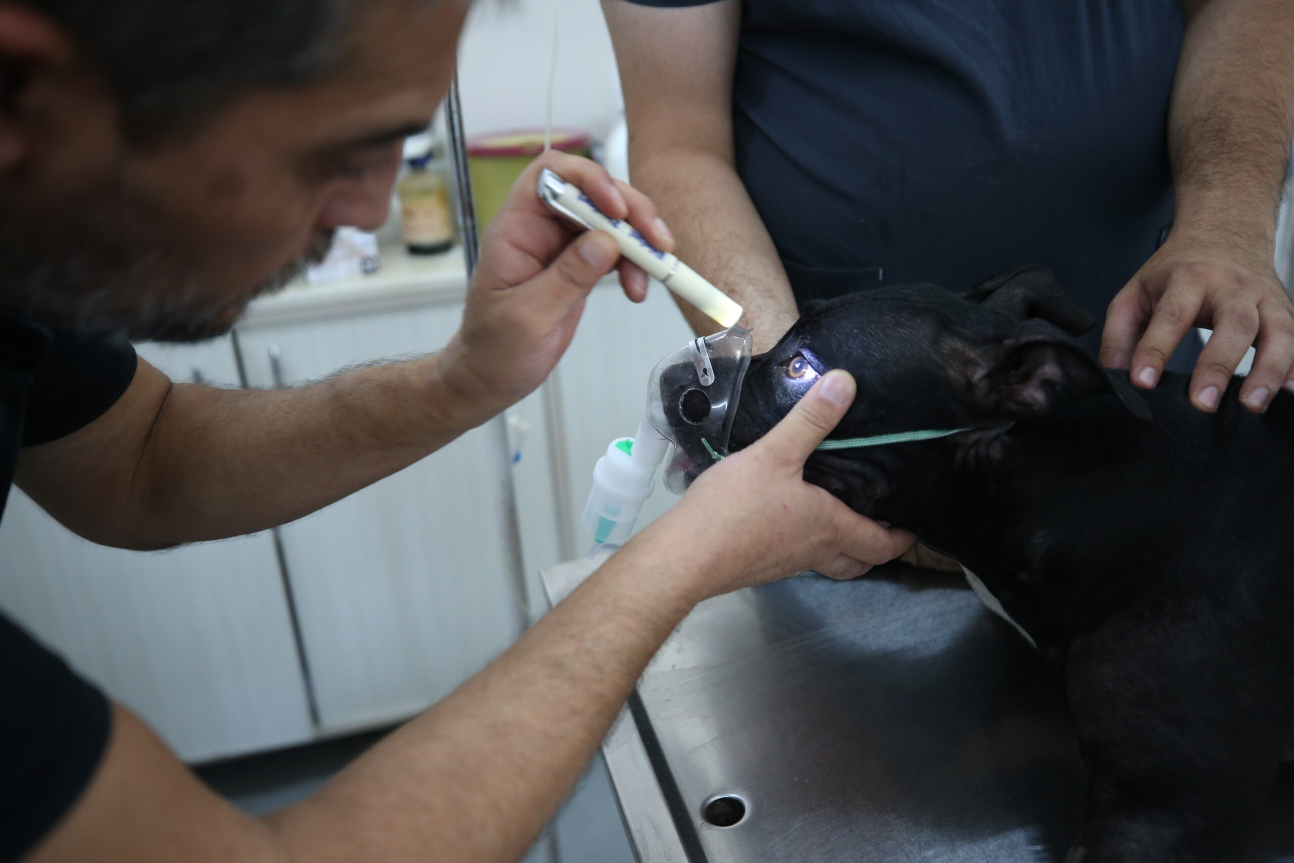 Yangında dumandan etkilenen köpek “Tokyo” yaşam savaşını kazandı