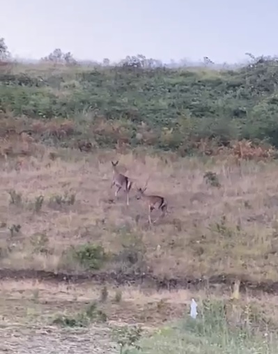 İnegöl’de geyikler amatör kameraya yansıdı