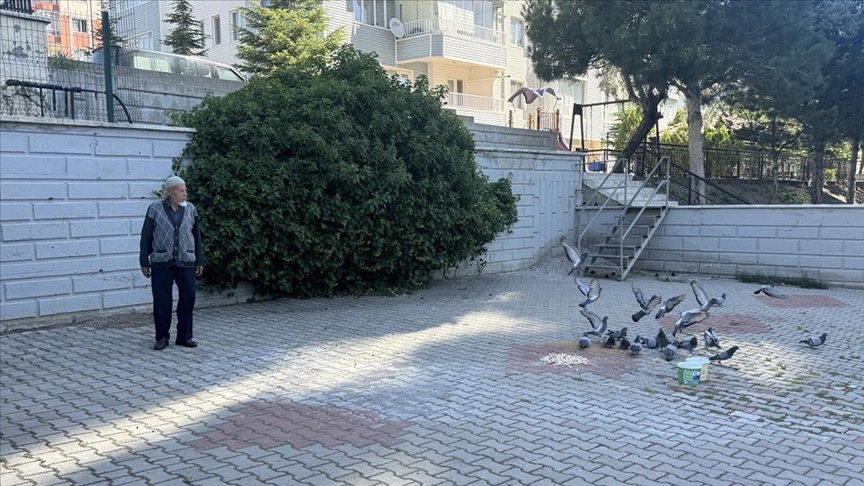 Mevlüt dedenin hayatı beslediği güvercinlerle güzelleşiyor