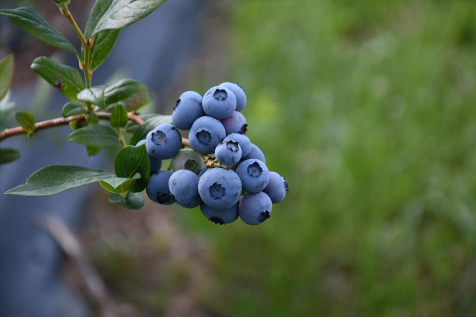 İnegöl, zengin arazileri ve orman alanları ile dikkat çekiyor