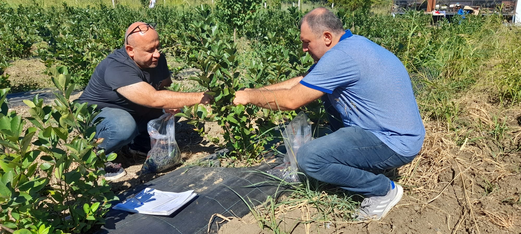 İlçe tarım ekipleri numune alımını sürdürüyor