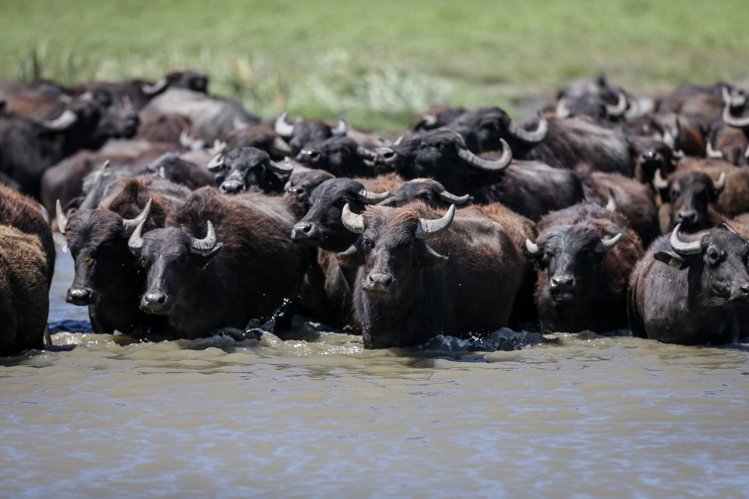 Afrika savanaları değil Bursa