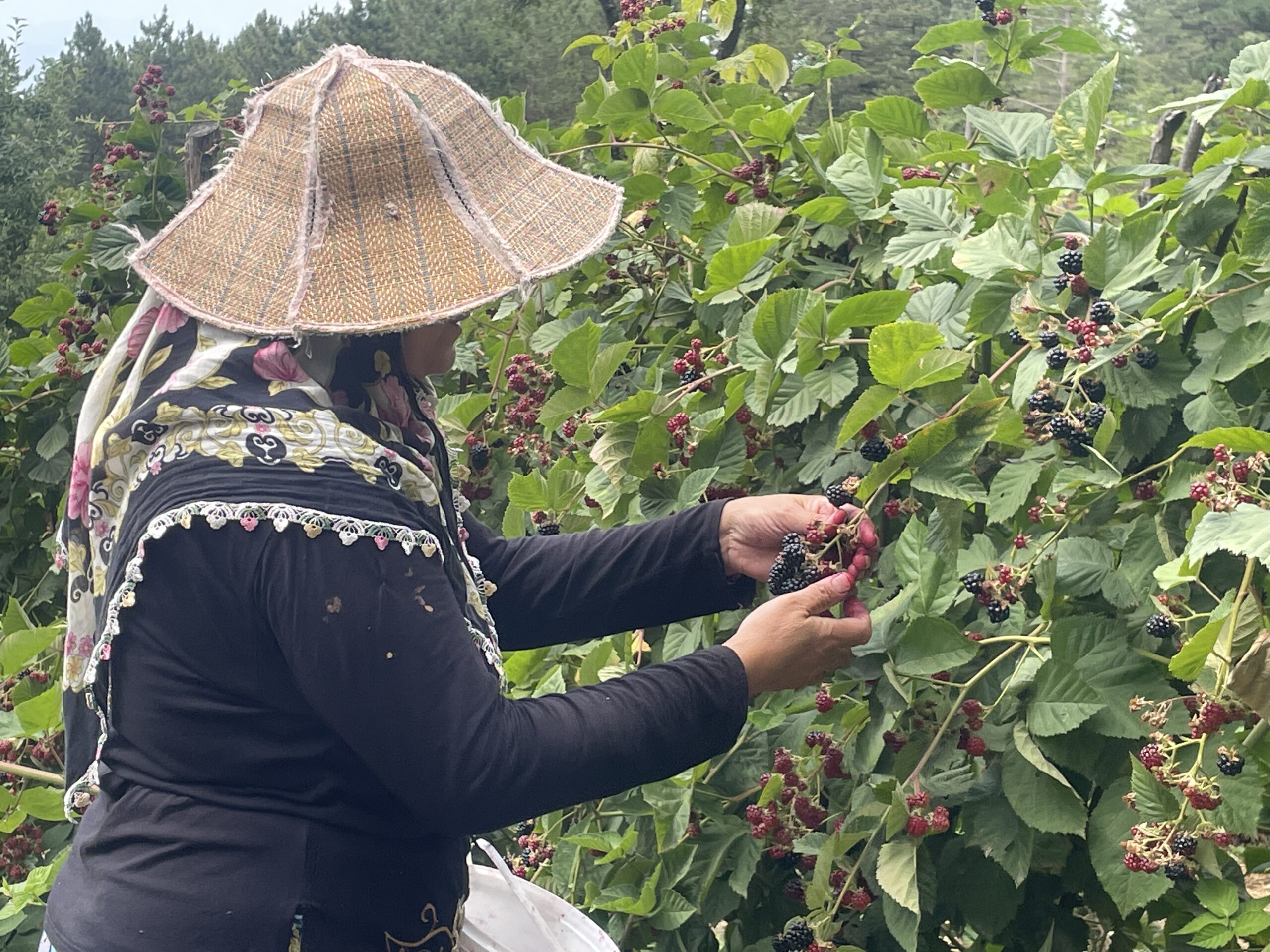 Uludağ’ın eteklerinde yetişen ahududu ve böğürtlenler kadınların gelir kapısı oldu