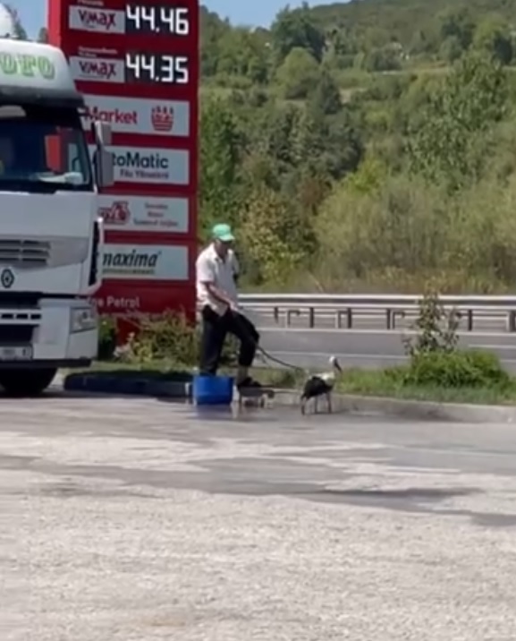İnegöl’de sıcaklardan bunalan leylek akaryakıt istasyonunda serinledi