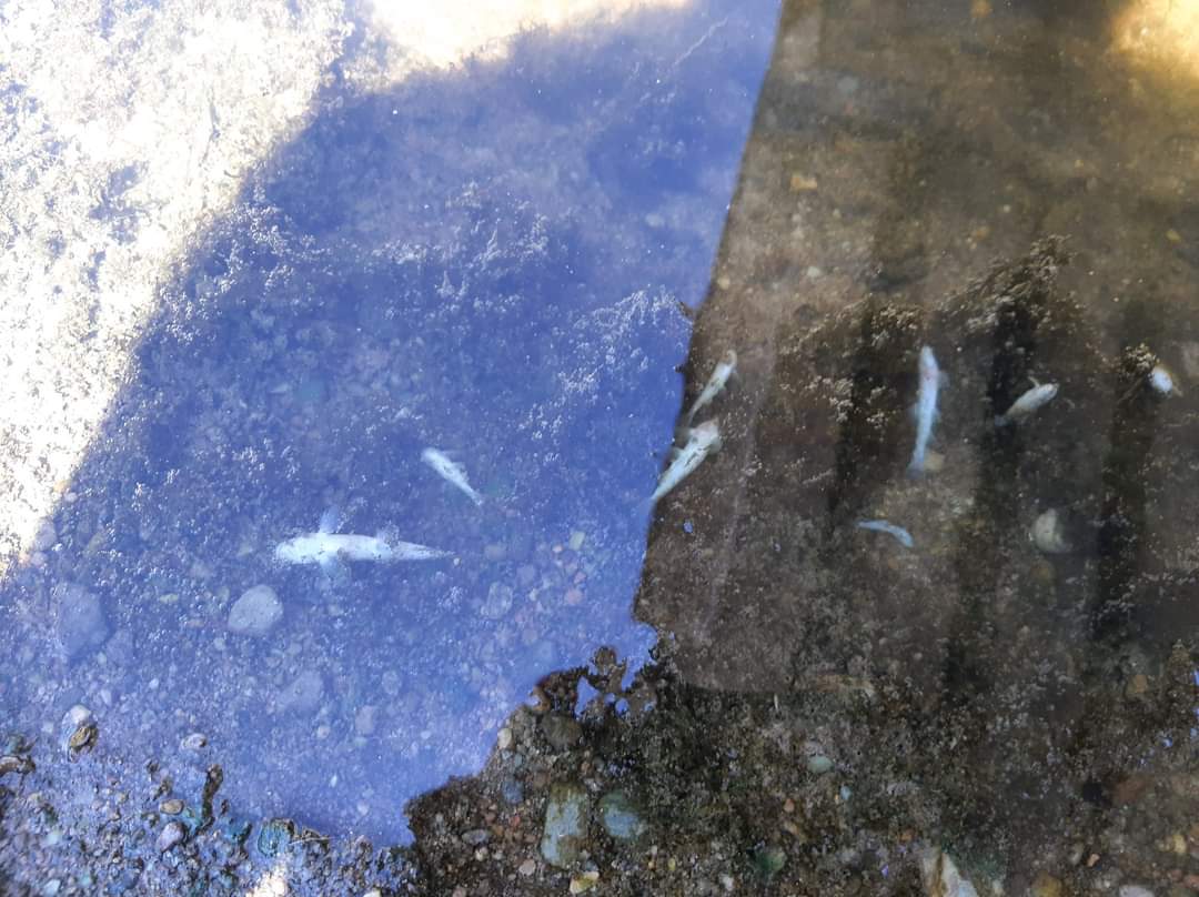 Çitli’de balık ölümleri için tespit çalışmaları başladı