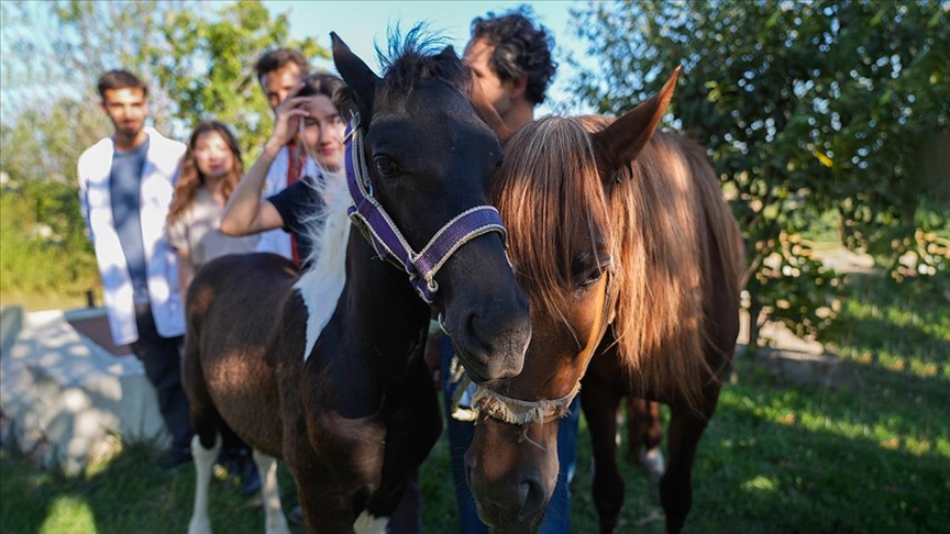 Türkiye’nin ilk tüp tayı “Balat” görücüye çıktı