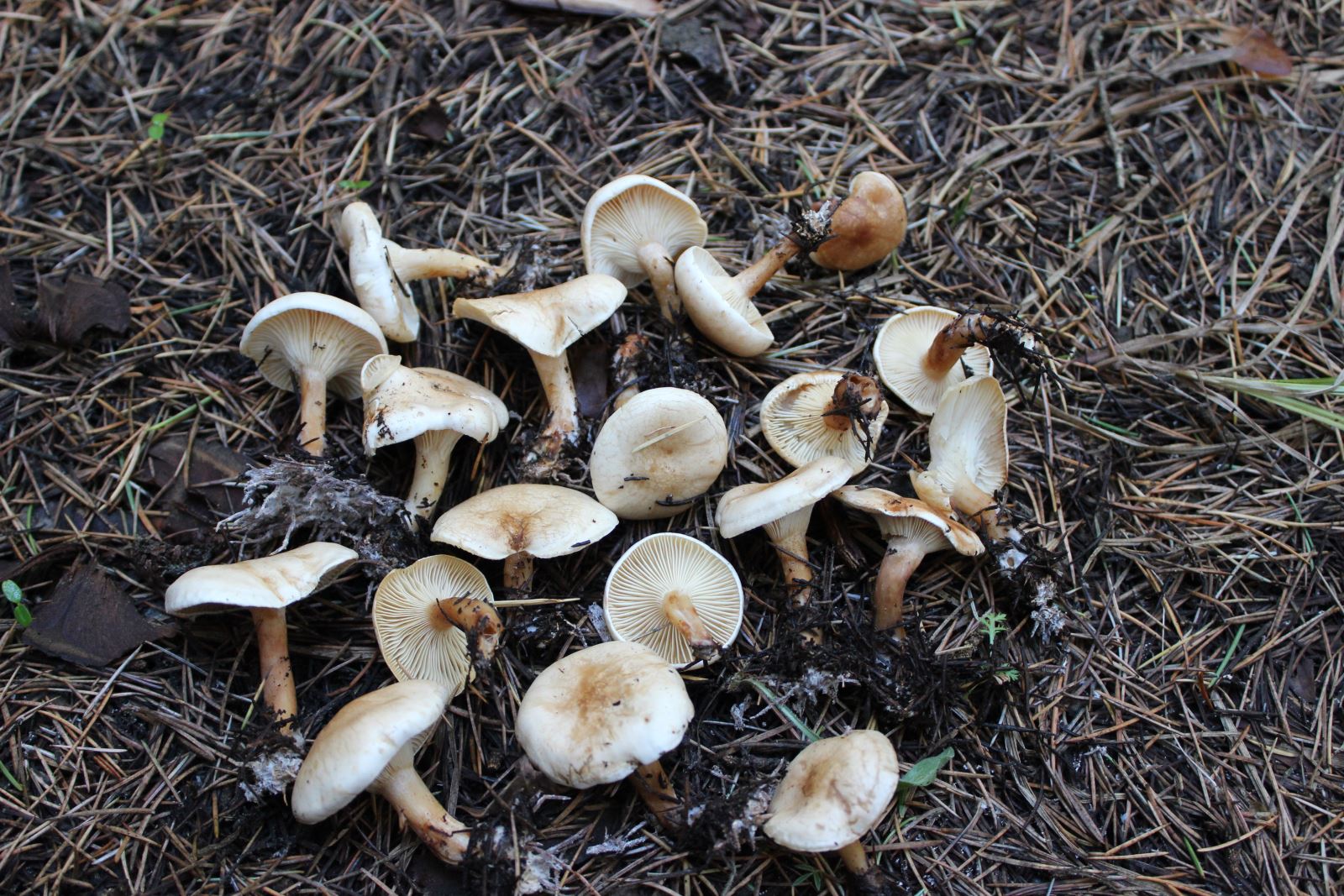 Mantardan zehirlenen yaşlı kadın yaşam mücadelesi veriyor