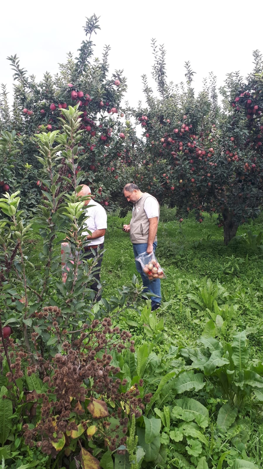 İnegöl kırsalında numune alımı sürüyor