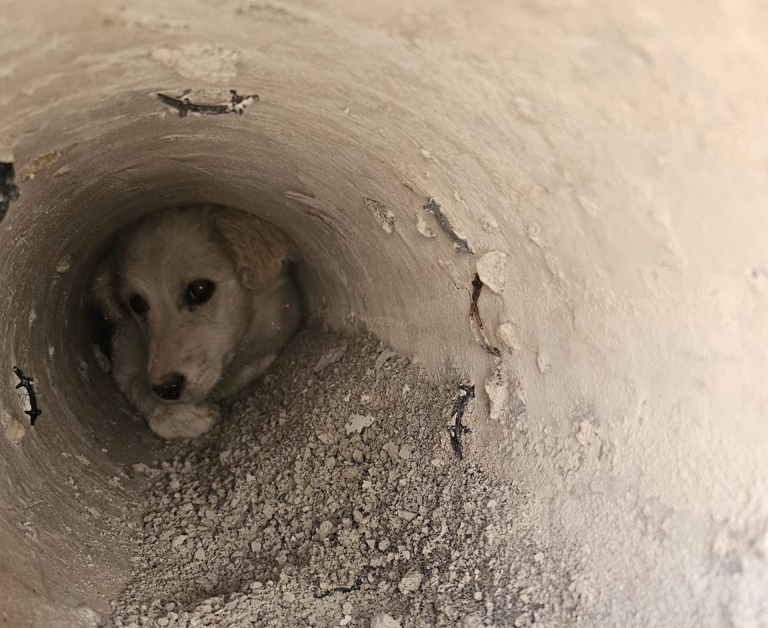 Sıkışan köpek, İtfaiye Ekiplerince sıkıştığı yerden çıkarıldı