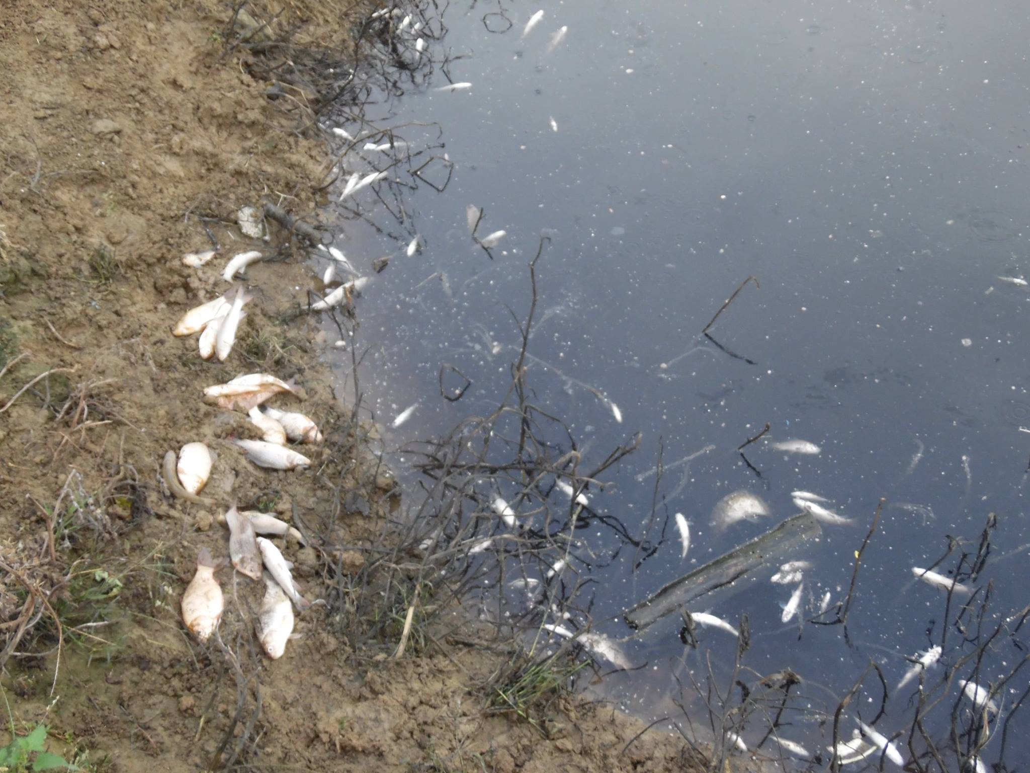 Hamzabey göletindeki balık ölümleri inceleme altında