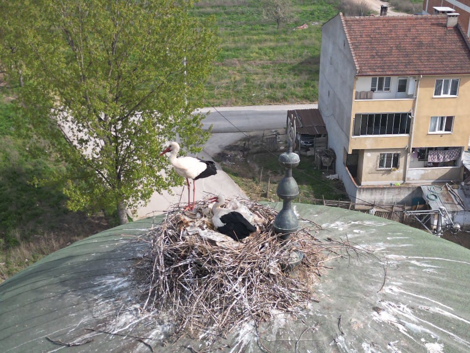 Cami kubbesi 11 yıldır  leyleklere ev sahipliği yapıyor