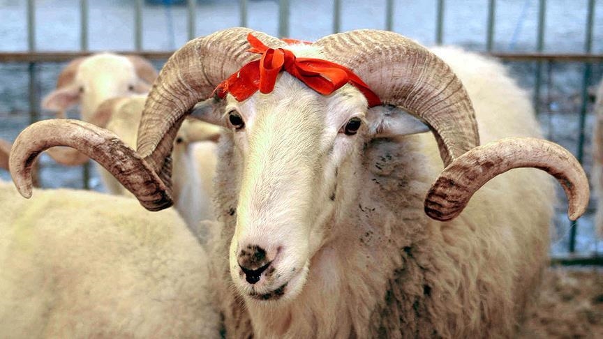 Vekaletle kurban kesim bedelleri belli oldu