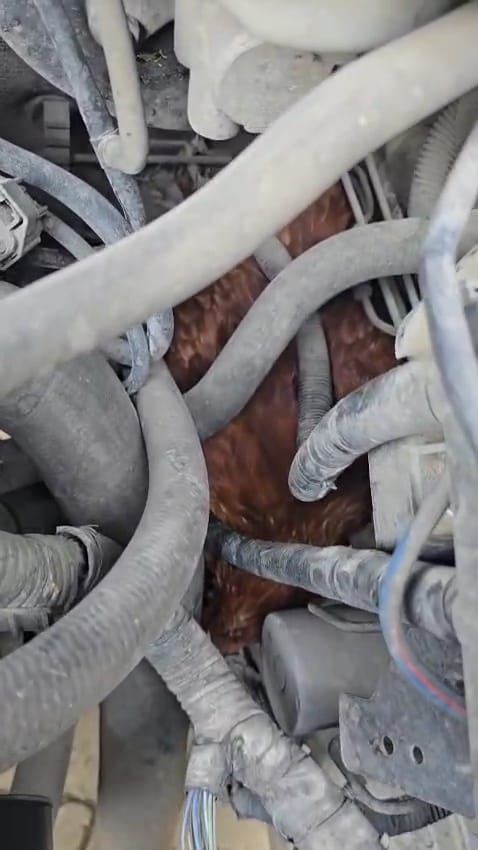 İnegöl’de aracın motor kısmına sıkışan tavuk, 3 gün sonra sıkıştığı yerden çıkarıldı
