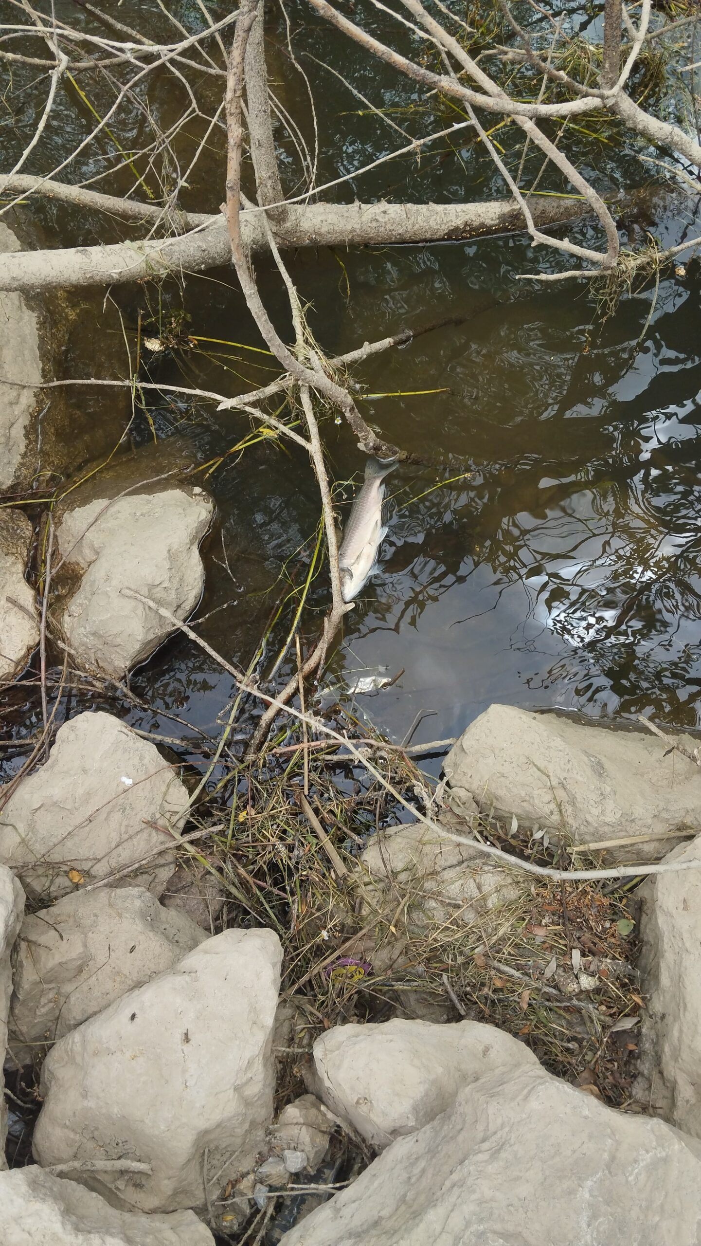 İnegöl’deki balık ölümleri inceleme altına alındı