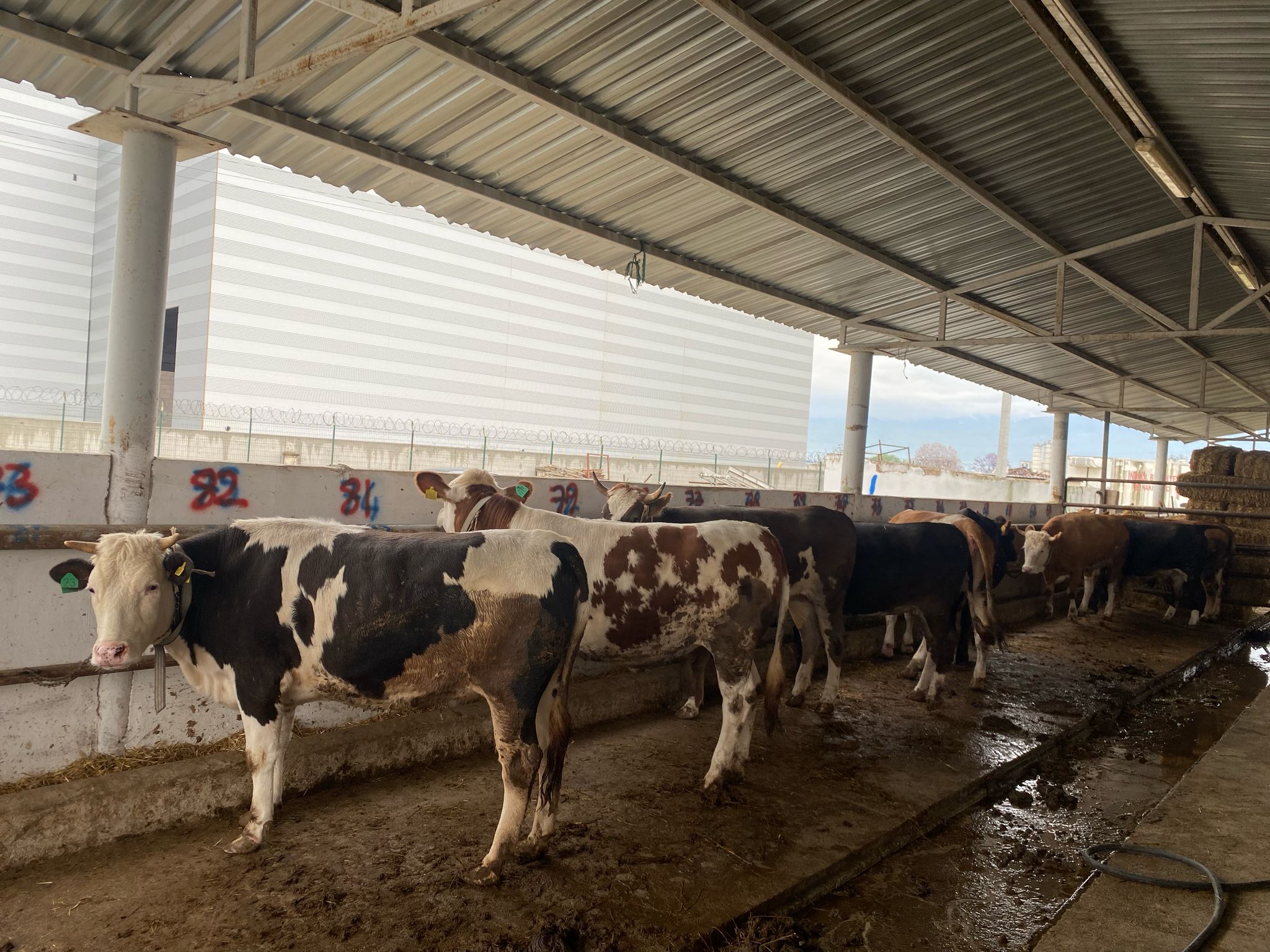 İnegöl’de kurban hissesi satışları başladı 