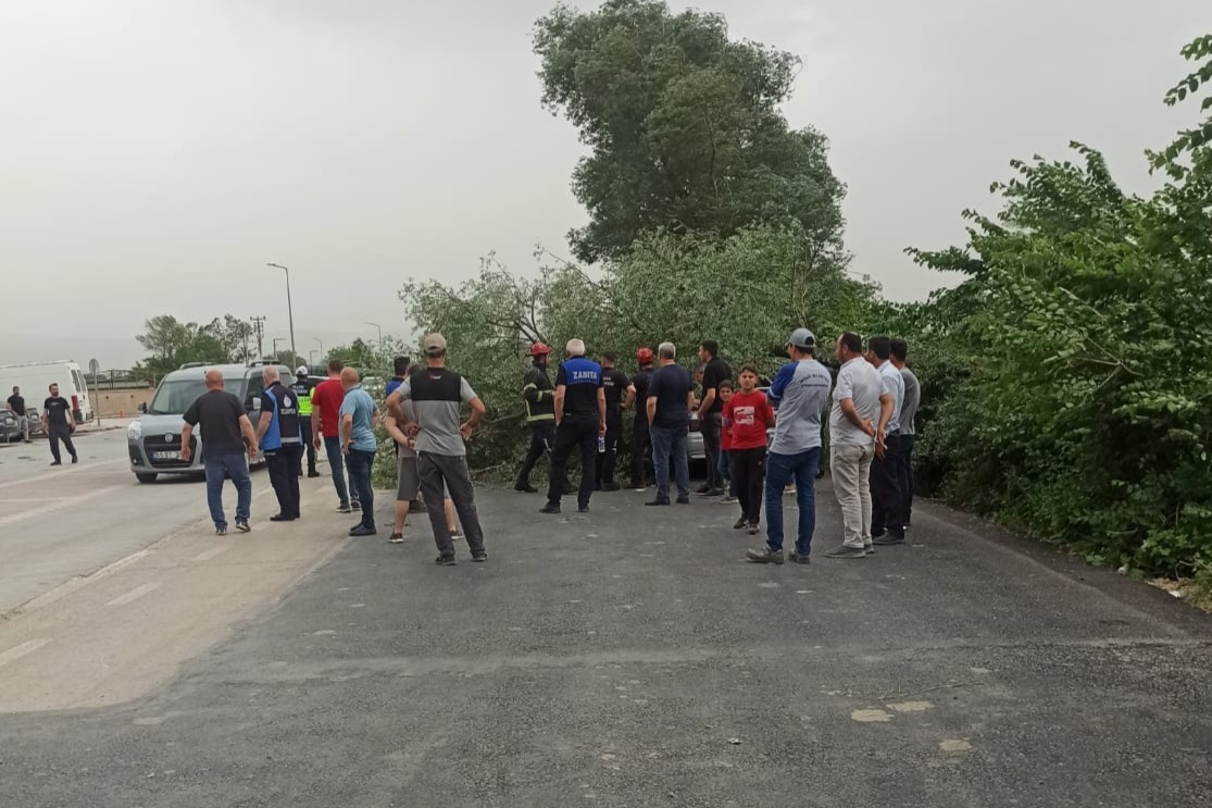 Lodosun devirdiği ağaç, otomobilin üzerine devrildi