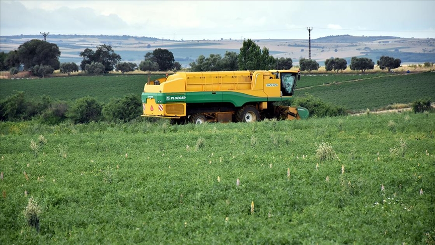 İnegöl’de ‘araka’ hasadı başladı