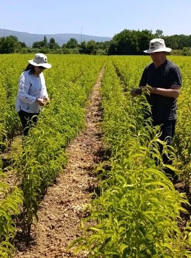 İnegöl Tarım Müdürlüğü fidancılardan numune aldı