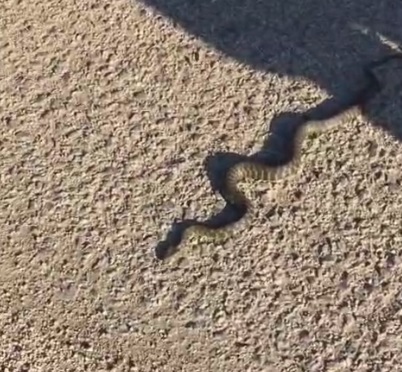 İnegöl’de sık sık yılanlar görülmeye başladı