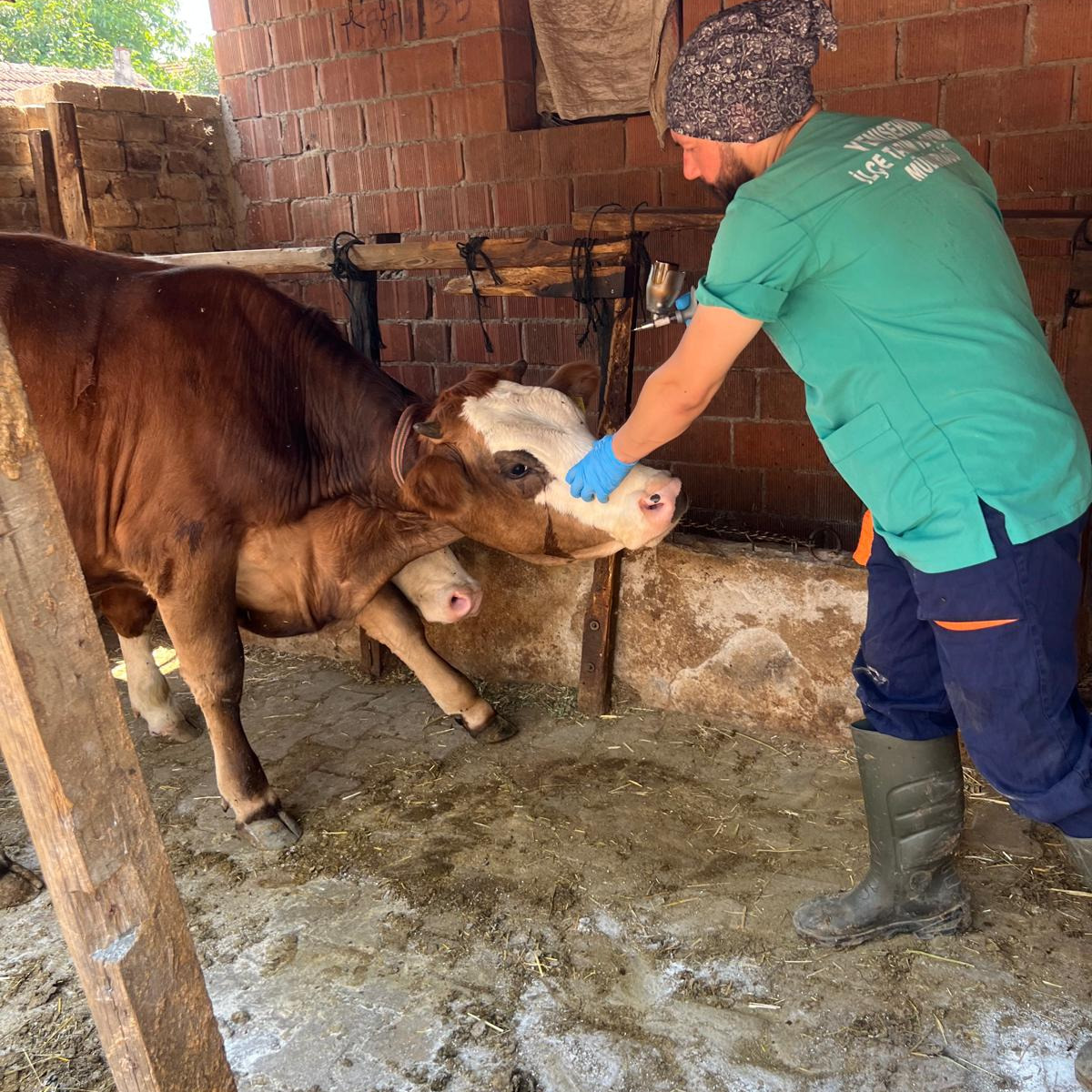 İnegöl’de şap aşılaması başladı, hızla devam ediyor