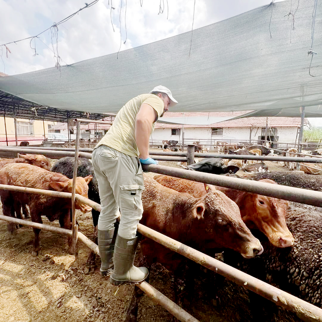 İnegöl’de hayvan sağlığı için karantina ve aşılama çalışmaları sürüyor