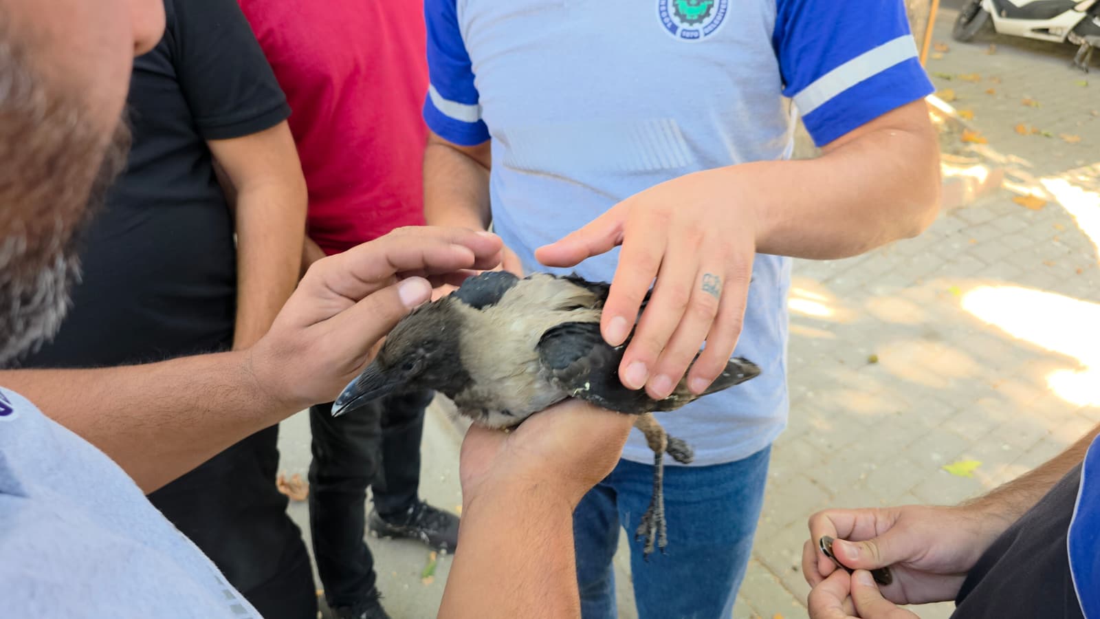 Ağaçta mahsur kalan karga için hummalı çalışma