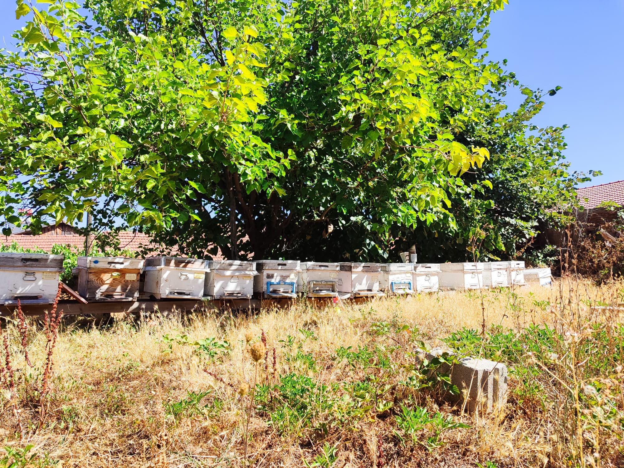 İnegöl’de arılı kovan tespit çalışmaları sürüyor