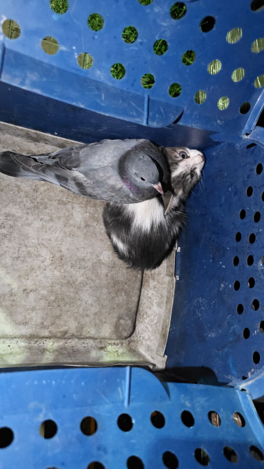 Güvercin ile yavru kedi yan yana kurtarılmayı bekledi