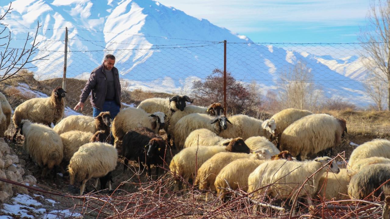 Hayvancılık desteklerinde yeni düzenleme