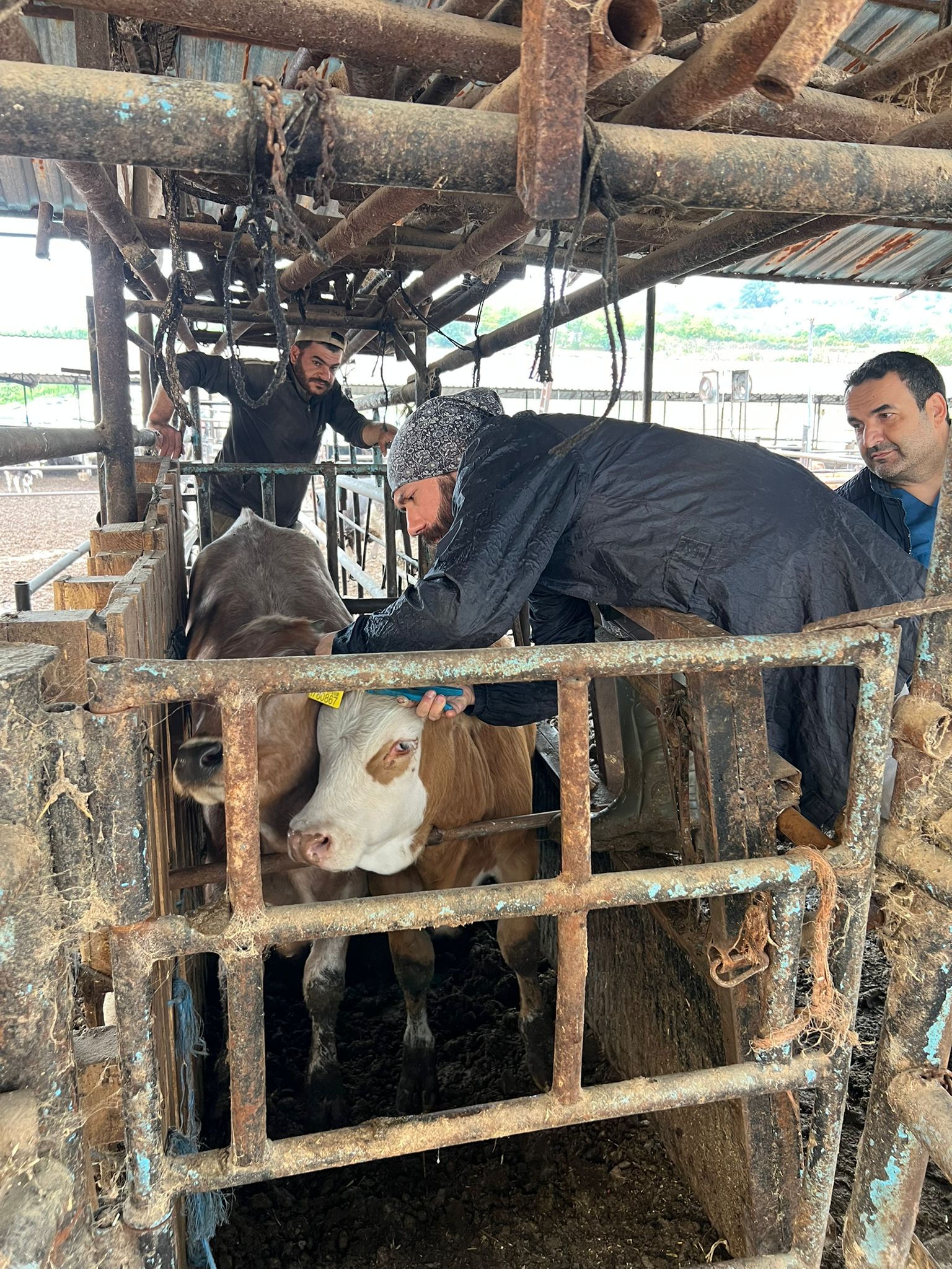 İnegöl’de hayvan sağlığı için saha çalışmaları devam ediyor