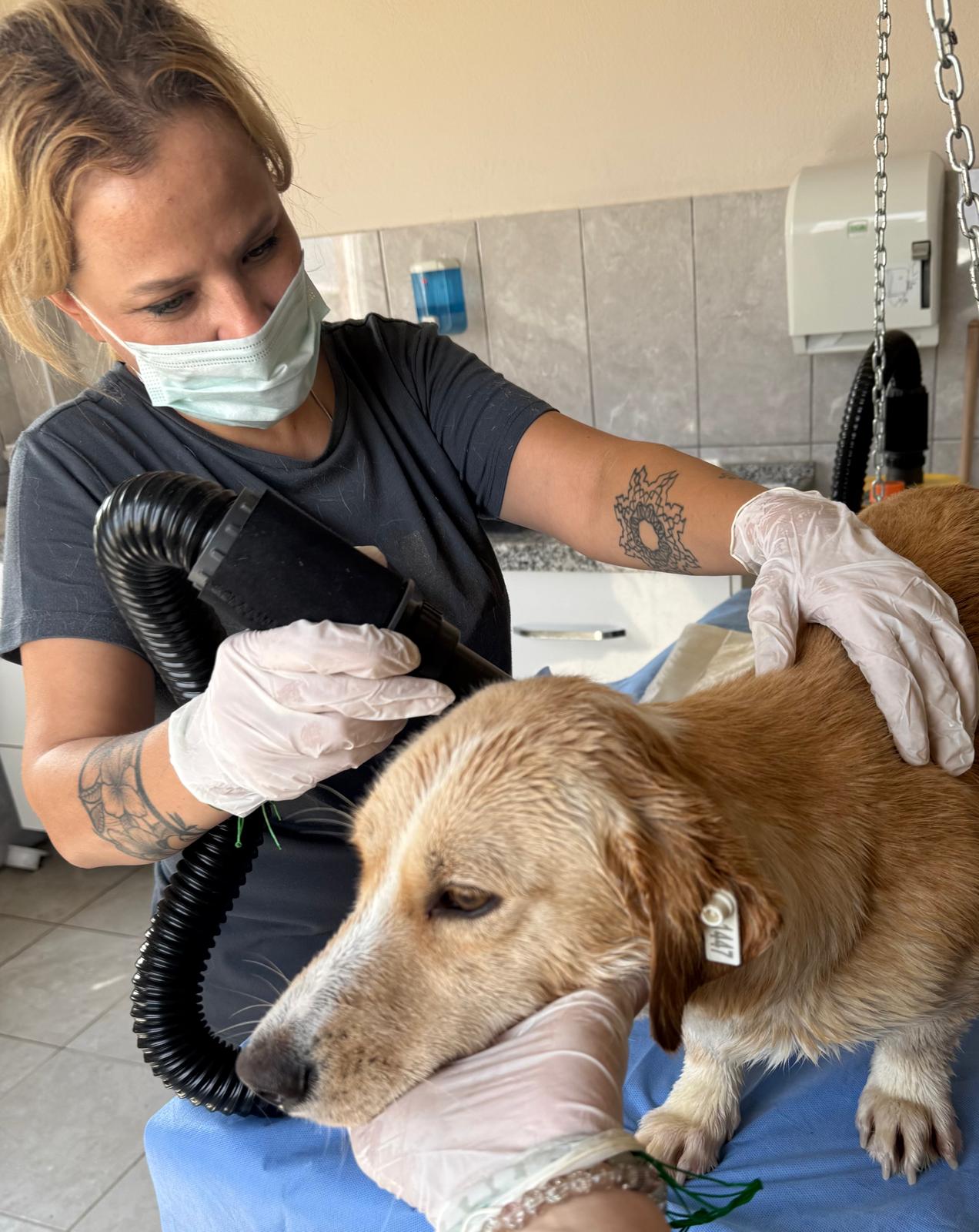 İsaören’de vurulan sokak köpeği öldü Kent Konseyi’nden sert tepki